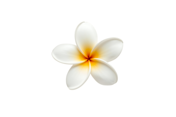Single White Plumeria Flower CloseUp on Transparent Background