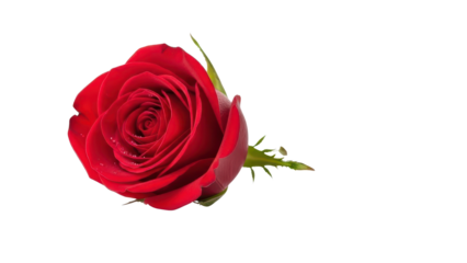 Single vibrant red rose flower bud isolated close-up product shot isolated PNG with Transparent Background