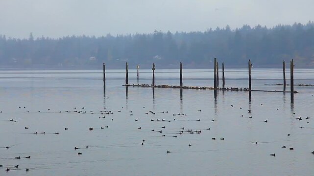  a video of an Puget Sound  wildlife refuge in Washington State