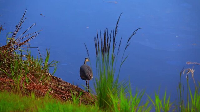 a video of a Blue Heron bird on the shorelines of Nisqually Natural wildlife Refuge Washington State