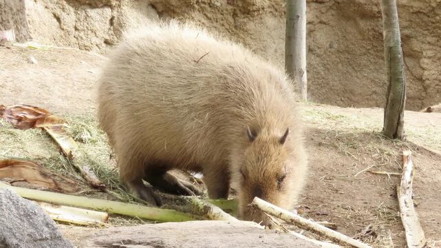 飼育されたカピバラのアップ