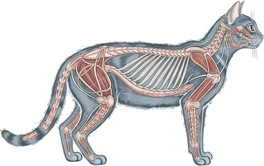 Detailed feline anatomical illustration showing cat skeletal and muscular systems with transparent overlay, labeled structures for veterinary education and biological study