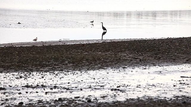 a video of a Blue Heron and Seagull on the Puget Sound coast in Washington State