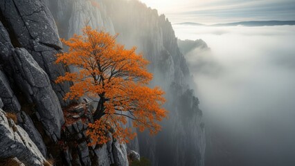 Orange tree on rocky cliff above sea of fog