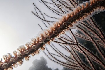 Intricate Siphonophore Colony: A Chain of Specialized Zooids Exhibiting Complex Marine Biology