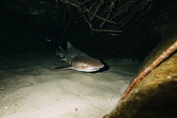 Spiny dogfish shark navigates the sandy bottom in the deep ocean waters