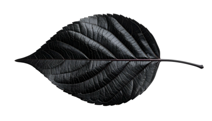 A single, dark, veined leaf against a black background, showcasing texture and form