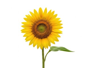 Obraz premium Vibrant sunflower bloom isolated on a clean white background