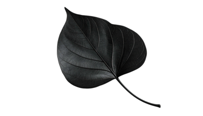 A single, heart-shaped leaf is displayed against a stark black background