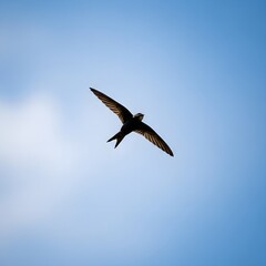 Obraz premium Dark Silhouette of a Swift Bird Flying in a Bright Blue Sky with White Cloud