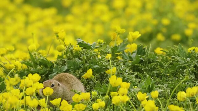 A small Caucasian Mountain Ground Squirrel (Spermophilus musicus) stands among a vibrant meadow of yellow flowers, eating a stem. This footage captures the animal in its natural habitat on the scenic 