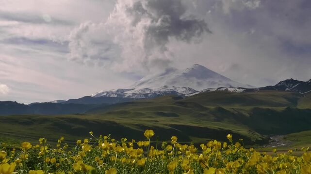 A scenic summer landscape featuring the majestic, snow-capped peaks of Mount Elbrus (5642m), the highest mountain in Europe. The foreground is dominated by a vibrant field of yellow wildflowers and lu