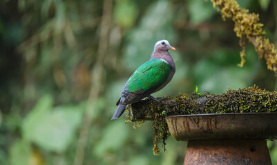 Beautiful capture of Common Emerald Dove sitting on the perch of a tree at Dandeli, Karnataka India