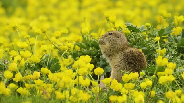 Footage of a small, curious gopher, likely a ground squirrel species (Spermophilus genus), standing upright amidst a vibrant field of yellow wildflowers, possibly in the scenic Caucasus Mountains regi