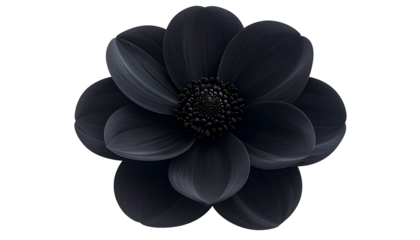 A solitary, dark-hued flower displays layered petals and a textured center against black