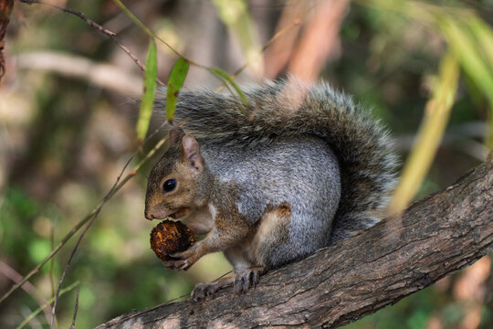 squirrel eating nut - Powered by Adobe