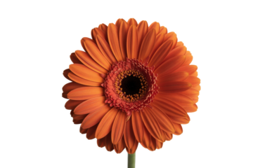 Gerbera daisy flower, orange petals