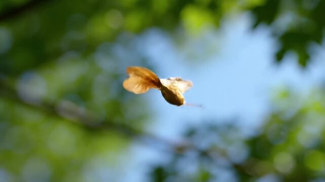 Maple Seed Helicopter Spinning Down From Tree in Summer Sunlight
