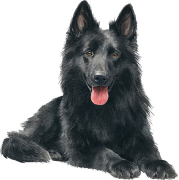 Black dog lying down with tongue out isolated on transparent background