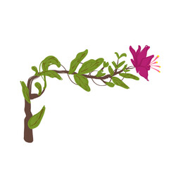 Floral frame decoration with leaves and flower