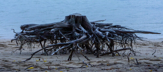 Fallen tree of history Past