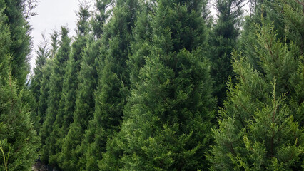 Fototapeta premium row of pine trees for sale