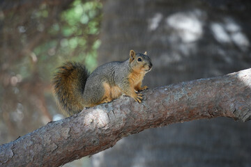 A close-up photograph of a gray squirrel with a bushy tail, sitting on a tree branch. The background is blurred with sunlight filtering through the trees, creating a soft, bokeh effect.