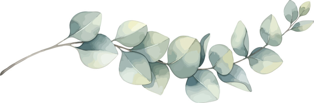 Elegant watercolor style eucalyptus branch with soft green leaves isolated on white background for wedding invitation and floral design