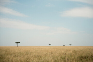 ケニア・マサイマラ国立公園に広がるサバンナの大自然