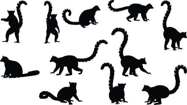 Lemur silhouette vector set, curled striped tail poses, primate illustration for wildlife, forest, nature, educational, and design content
