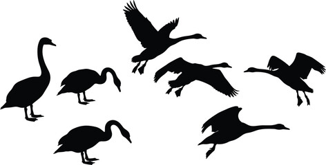 Swans silhouette vector set in various poses, flying, walking, standing for bird design, illustration, nature art, wildlife, and decoration © Momotaj
