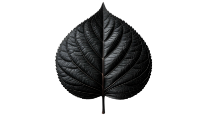 A symmetrical, textured dark leaf with a central vein against a stark black background