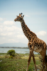 野生動物が歩くクレセント・アイランド ナイバシャ湖の自然とサファリ風景