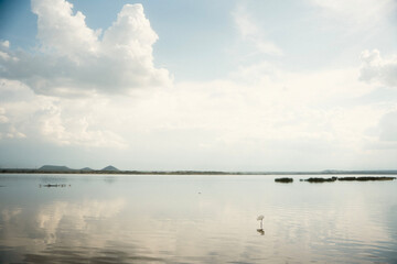 フラミンゴで知られるレイク・ナクル国立公園 ケニアの自然保護区