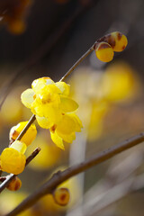 早春の日差しの中で輝く蝋梅