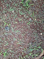 green leaves on the ground