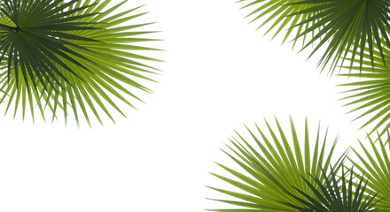 Fototapeta premium Palm Fronds Pair | Tropical Leaf Photography | fronds