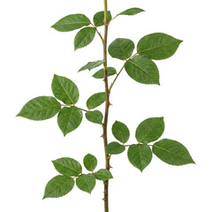 Green rose stem with leaves and thorns on transparent background