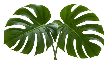 Monstera Leaves Pair | Tropical Foliage Photography | monstera