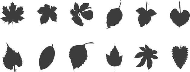 Obraz premium Black leaf silhouette set with assorted botanical shapes. Natural foliage icons ideal for autumn designs, eco branding, and nature themes. Clean organic leaf forms in simple graphic style.