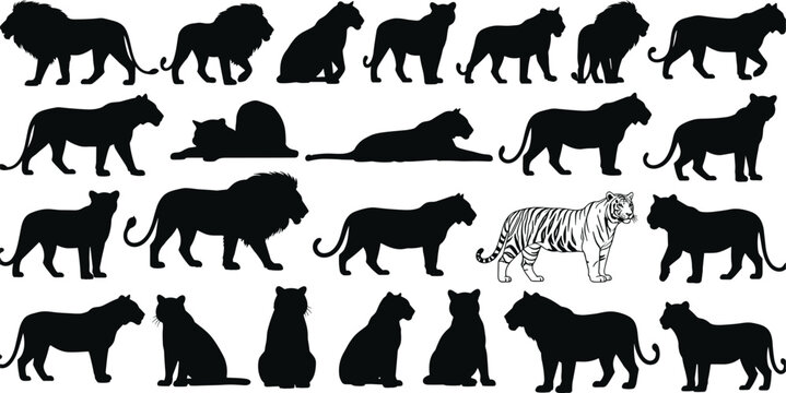 Big cats silhouette icon set, lion tiger panther leopard poses collection, wild predator animals, safari wildlife symbols, black vector isolated