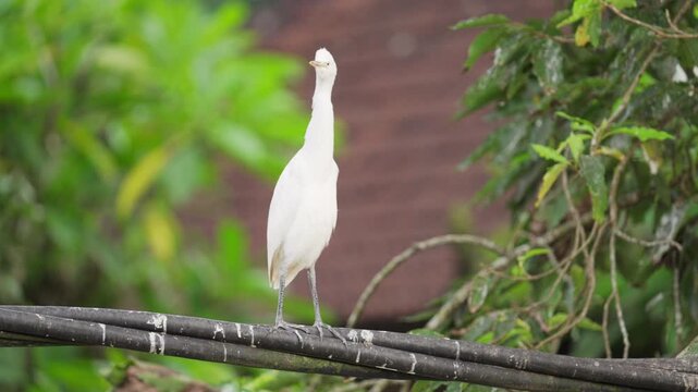 An eastern cattle egret bird standing and defecating on electric power lines or electrical cables or wires in bali, indonesia, asia