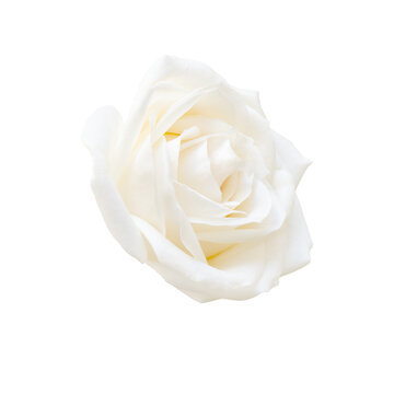 Lovely single white rose isolated on transparent background. Beautiful element for your design.