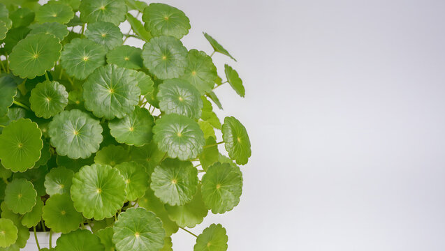Centella asiatica leaves with copy space on clean background