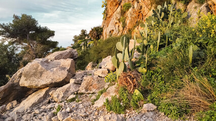 Rocky Coastal Hillside In San Vito Lo Capo, Sicily: Limestone Rocks, Mediterranean Vegetation, And Prickly Pear Cactus Along Rugged Natural Slope