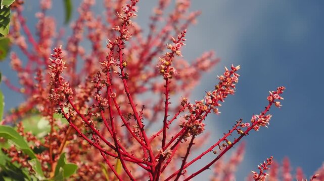 Horse mango  blossoms in season when they bloom red.