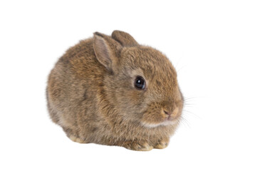 Obraz premium A small, fluffy brown rabbit sitting calmly with its ears perked up, showcasing its soft fur and curious expression.