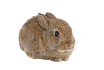 A small, fluffy brown rabbit sitting calmly with its ears perked up, showcasing its soft fur and curious expression.