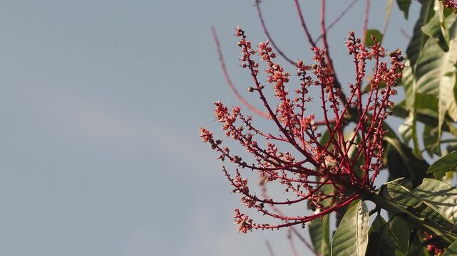 Horse mango  blossoms in season when they bloom red.