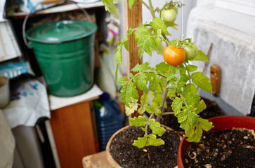 Tomato grows in a greenhouse. Growing fresh vegetables at farm